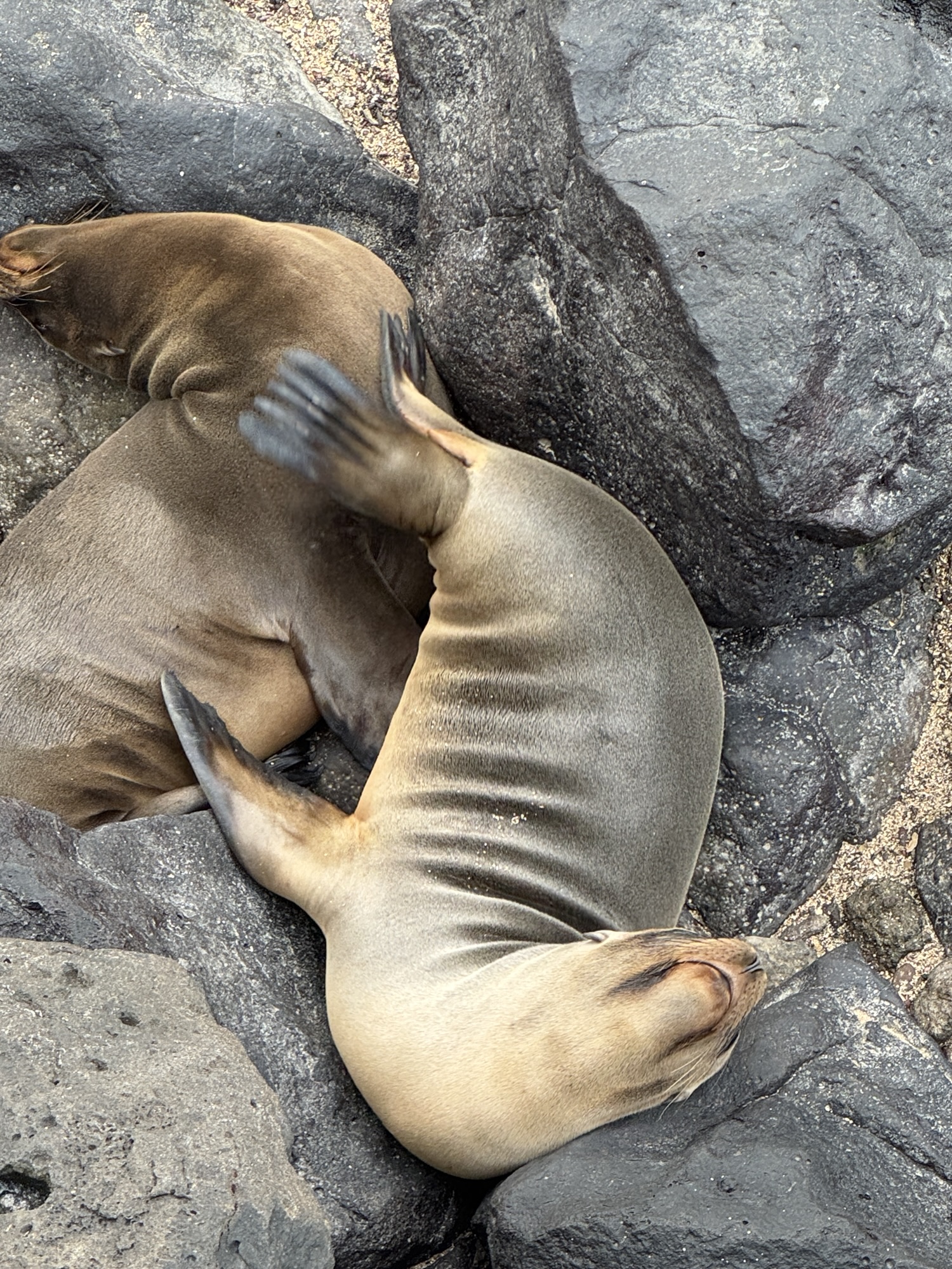 Exploring the Galapagos – a Traveller’s Journey