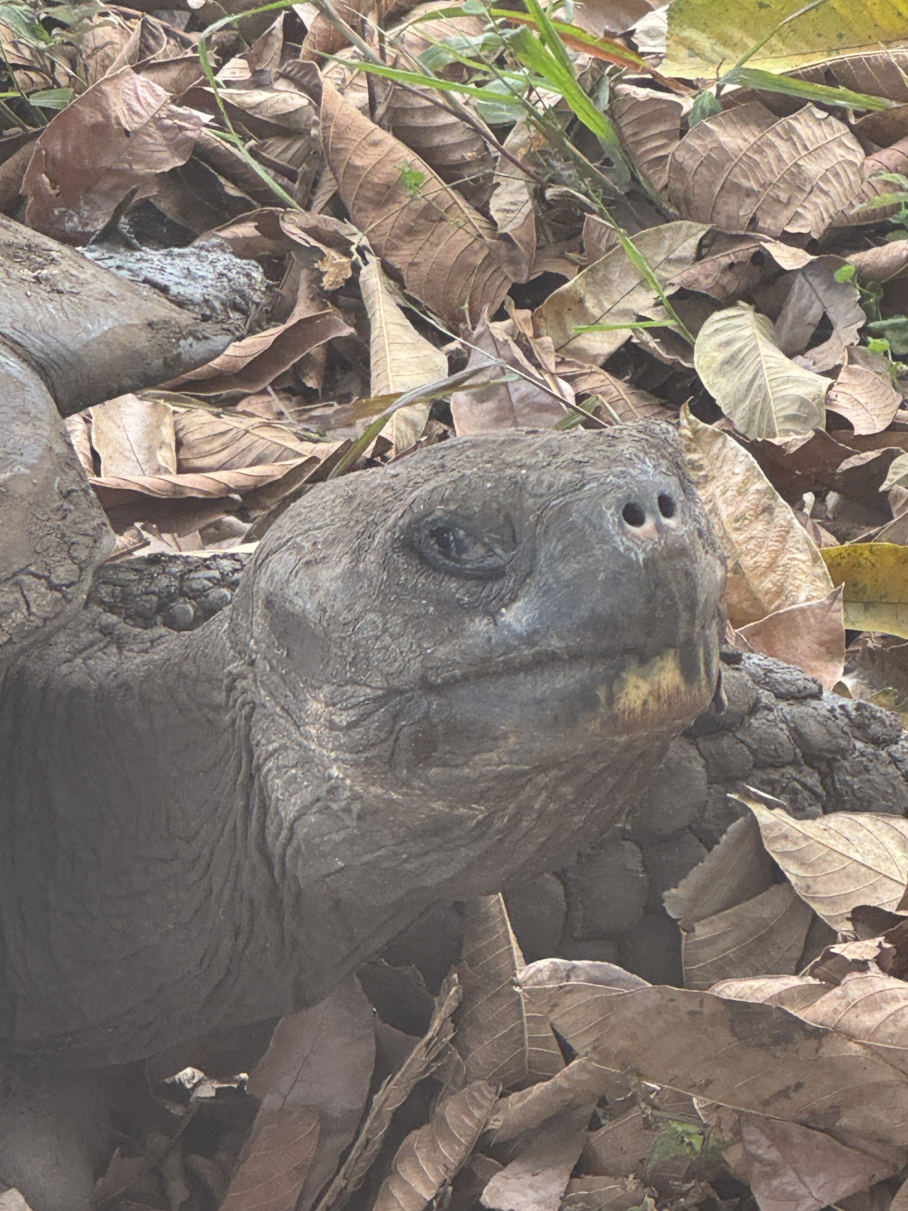 Travel Guide: Journey from San Cristobal to Santa Cruz Island