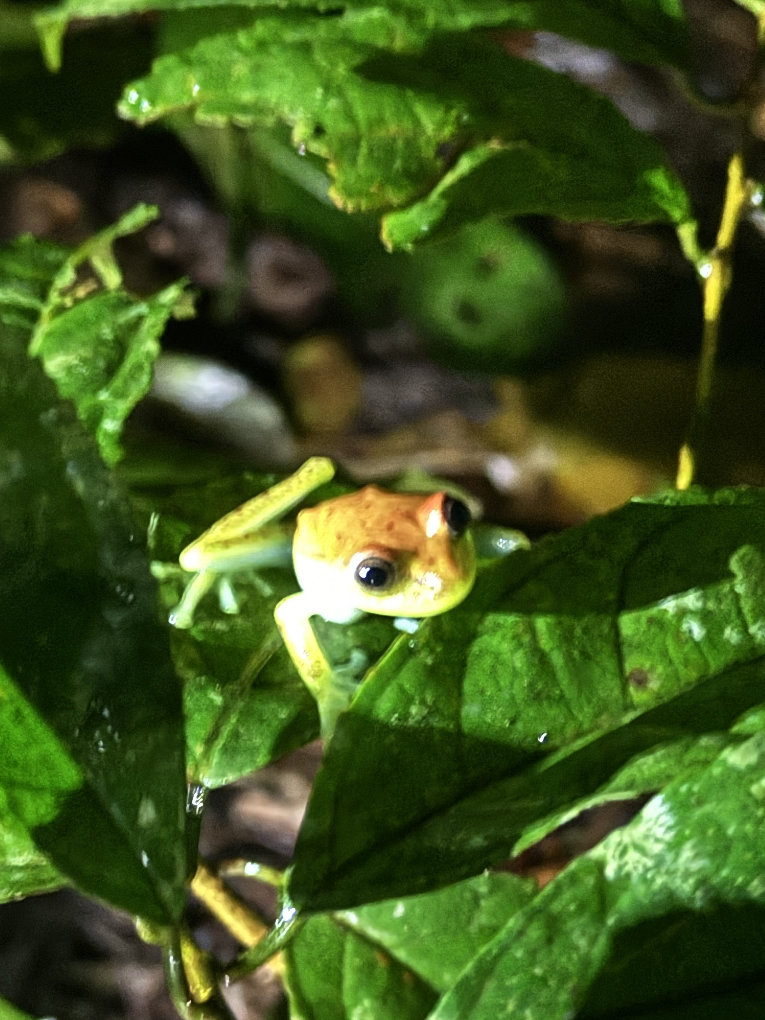 Travelling Through the Andes to the Amazon Basin