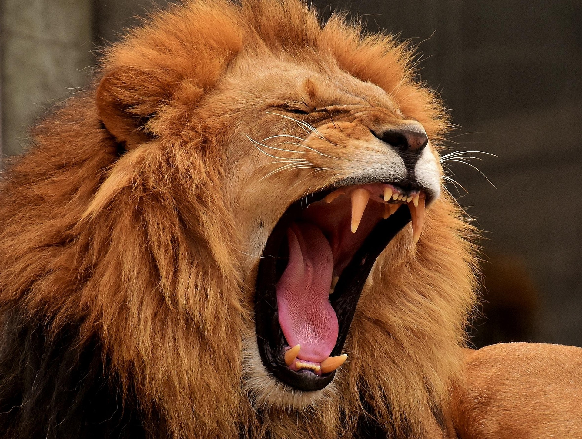Male lion with mouth open and showing his teeth