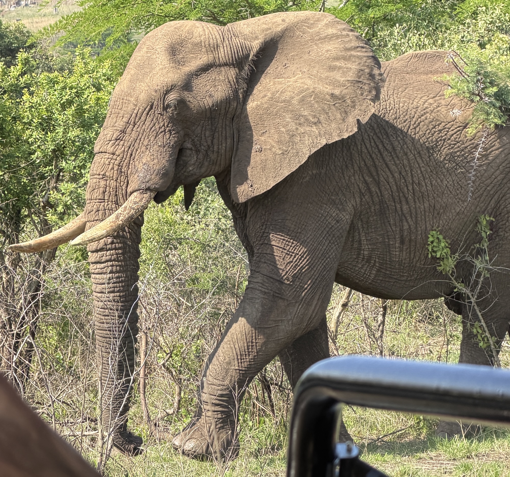 Day 8 – Dumazulu Cultural Village & Hluhluwe Safari