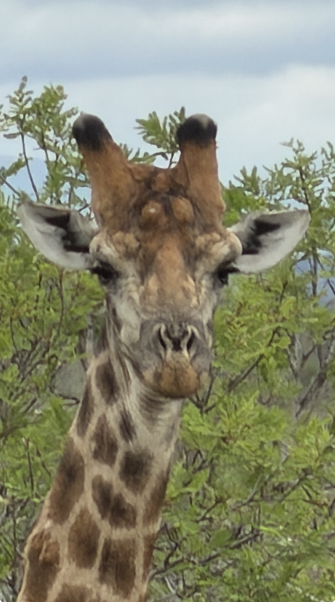 Day 11 – Kruger National Park Safari